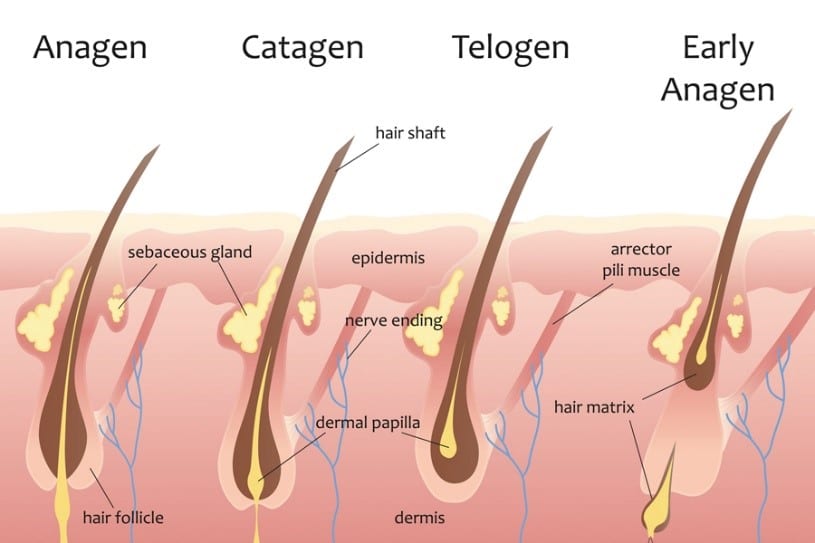 Learning about the hair growth cycle will help you to understand telogen effluvium